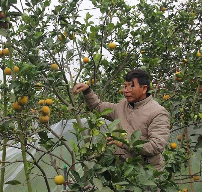 Thơm ngon đặc sản cam &ldquo;tiến vua&rdquo; X&atilde; Đo&agrave;i xứ Nghệ - Ảnh 4.