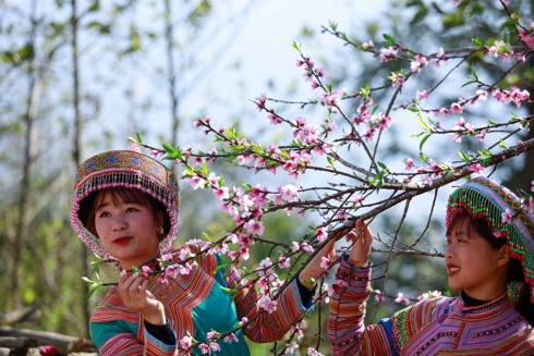 Lạc lối giữa rừng đào bung nở căng tràn nhựa sống ở Sa Pa