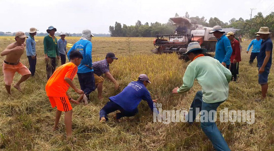 Về miền Tây xem cảnh hò reo săn chuột đồng độc nhất vô nhị