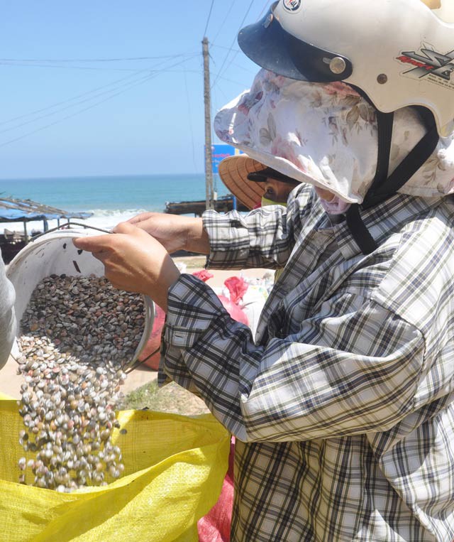 Quảng Ng&atilde;i: Ốc b&eacute; tẹo nhưng mang tiền triệu cho ngư d&acirc;n - Ảnh 10.