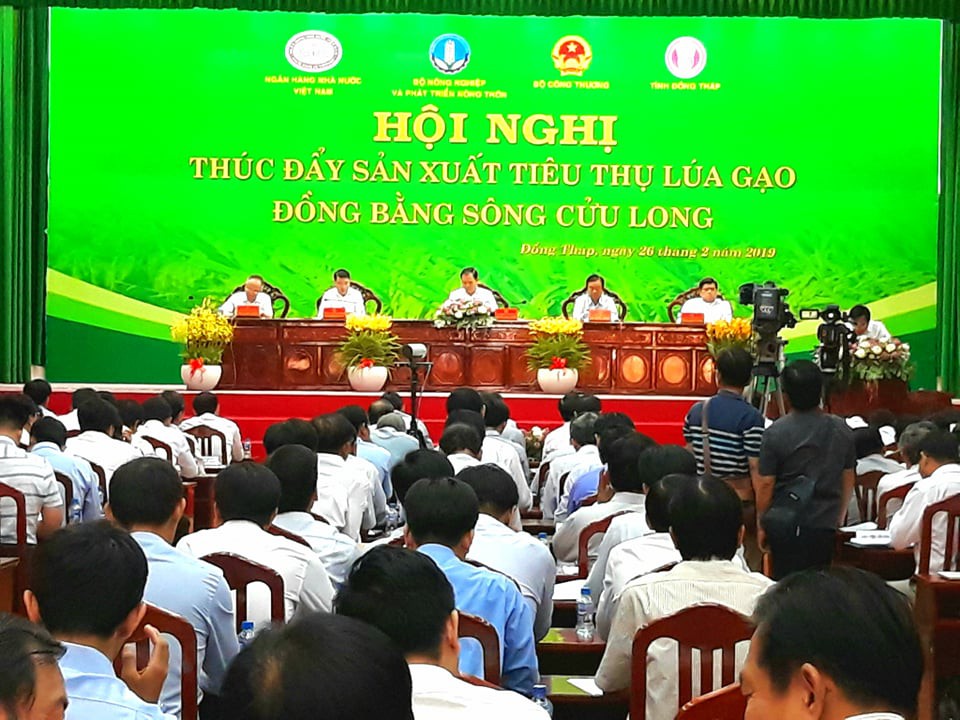 T&igrave;m giải ph&aacute;p giải cứu l&uacute;a gạo cho ĐBSCL - Ảnh 1.