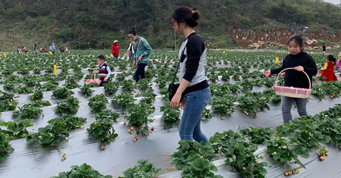 Trồng dâu tây “hái” ra tiền