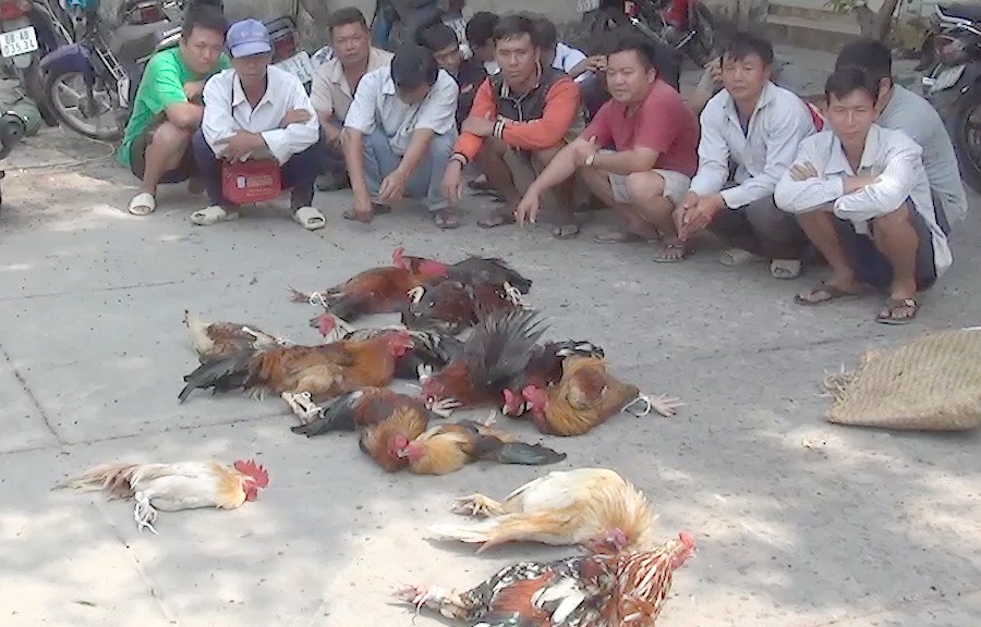 Bắt nóng ông trùm chuyên hốt bạc trên xác gà chết