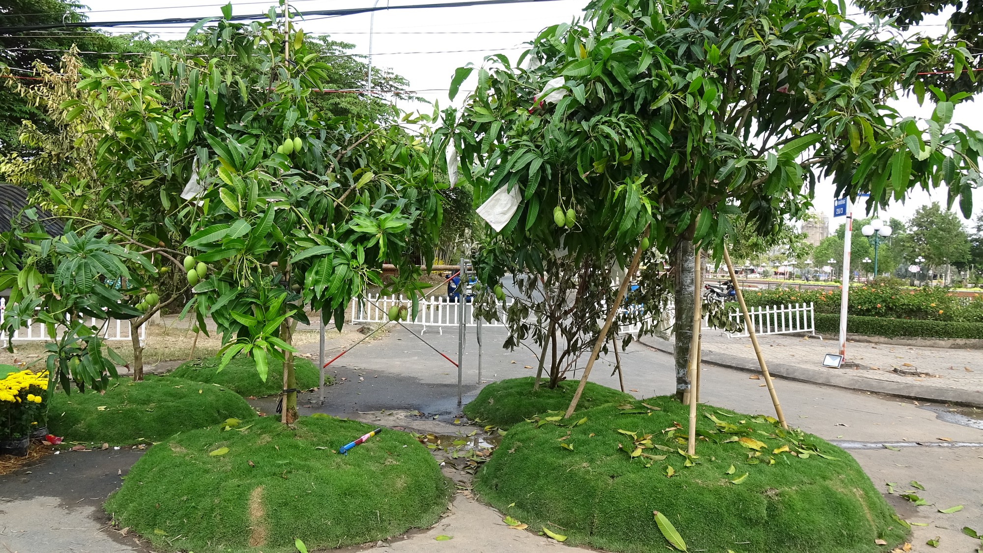 Lục bình, sen lên đường hoa Xuân ở thủ phủ đất Sen hồng Đồng Tháp - Ảnh 16.