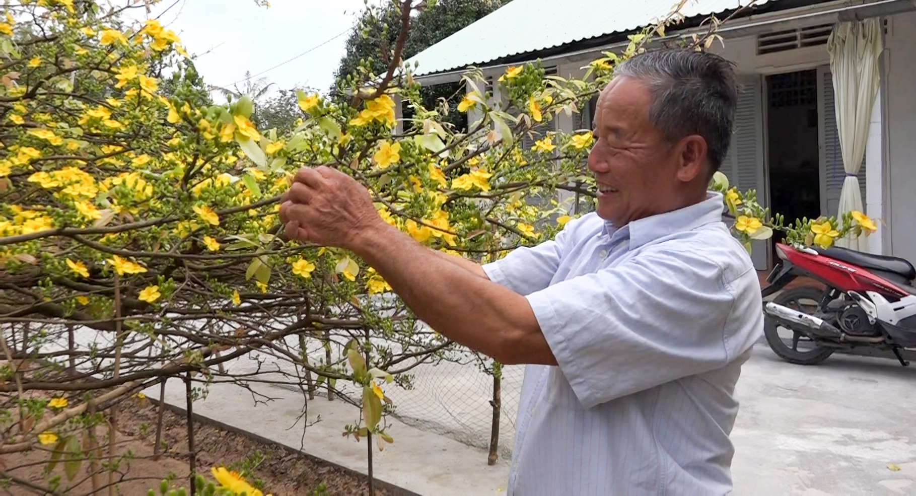Về miền Tây, ngắm "nhan sắc" lão mai vàng nở hoa tuyệt đẹp