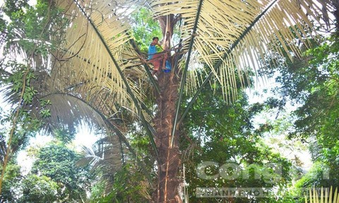 Đi tìm sự thật về “rượu tiên” ẩn giấu nơi ngọn cây