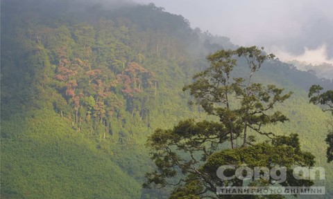 Đi t&igrave;m sự thật về &ldquo;rượu ti&ecirc;n&rdquo; ẩn giấu nơi ngọn c&acirc;y - Ảnh 5.