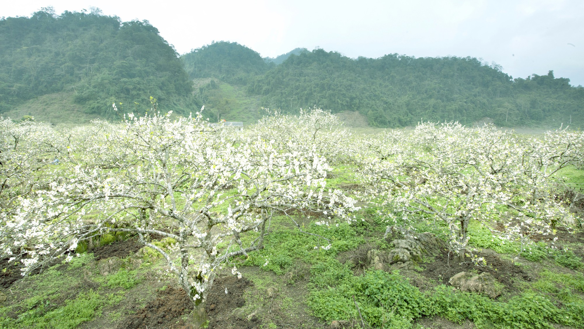 Thung lũng Nà Ka – Mùa hoa mận nở - Ảnh 1.