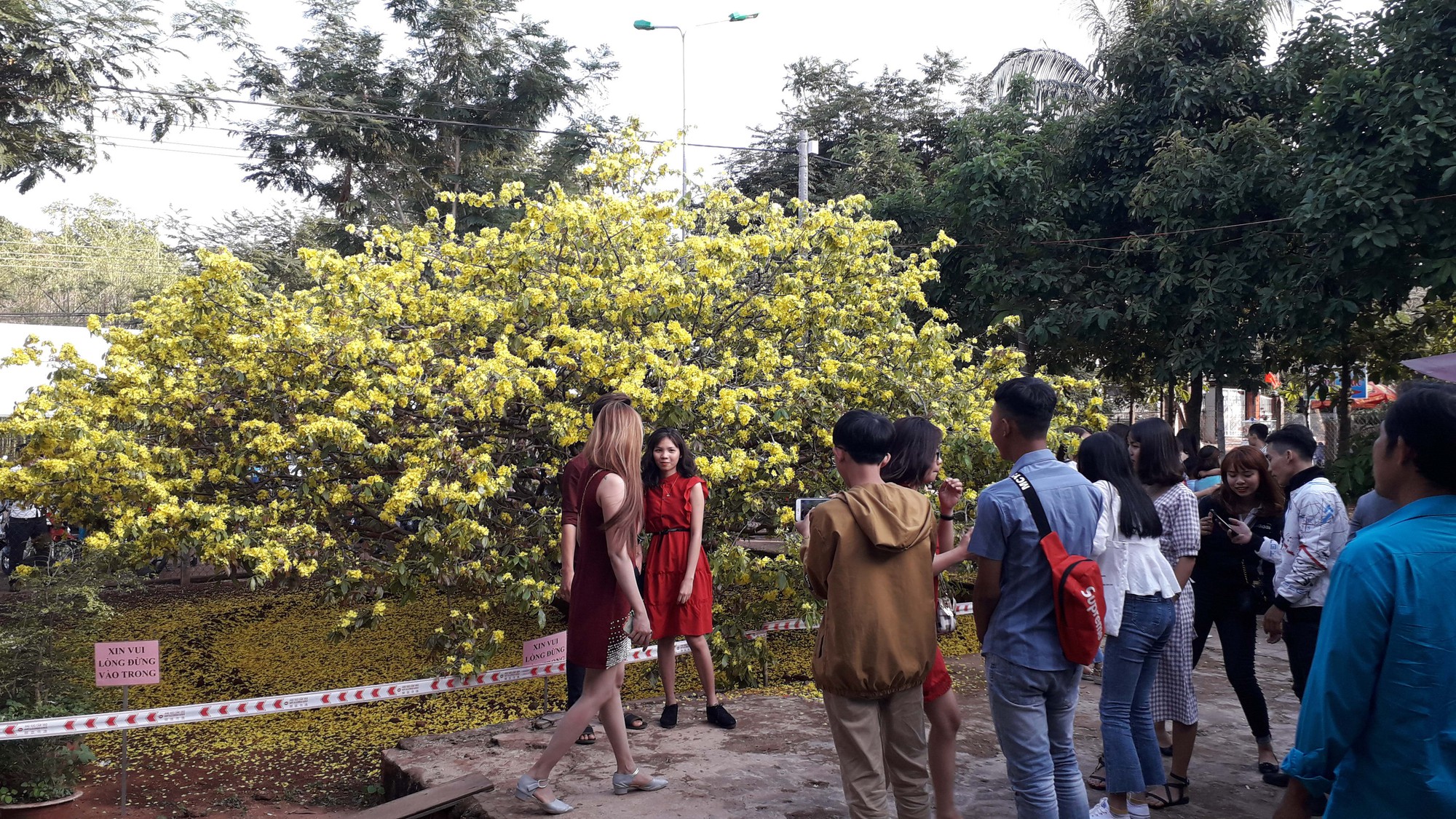 Hàng ngàn người đến thưởng lãm cây mai "khủng" ở Đồng Nai