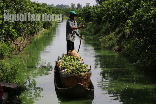 Xu&acirc;n về tr&ecirc;n c&aacute;c Hội qu&aacute;n n&ocirc;ng d&acirc;n ở Đồng Th&aacute;p - Ảnh 2.