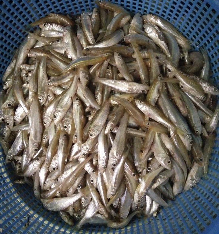 Thơm ngon đặc sản cá còm kho nghệ - Ảnh 1.