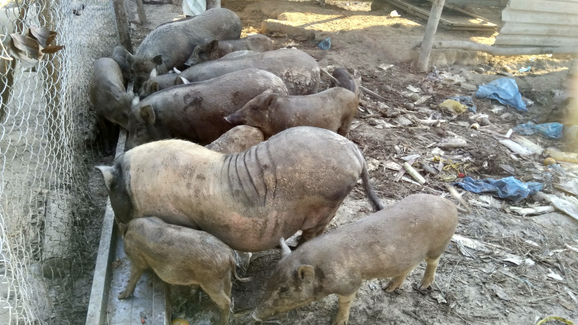 Đầu năm, gặp trung &uacute;y qu&acirc;n đội m&aacute;t tay với heo rừng ở Ph&uacute; Quốc - Ảnh 2.