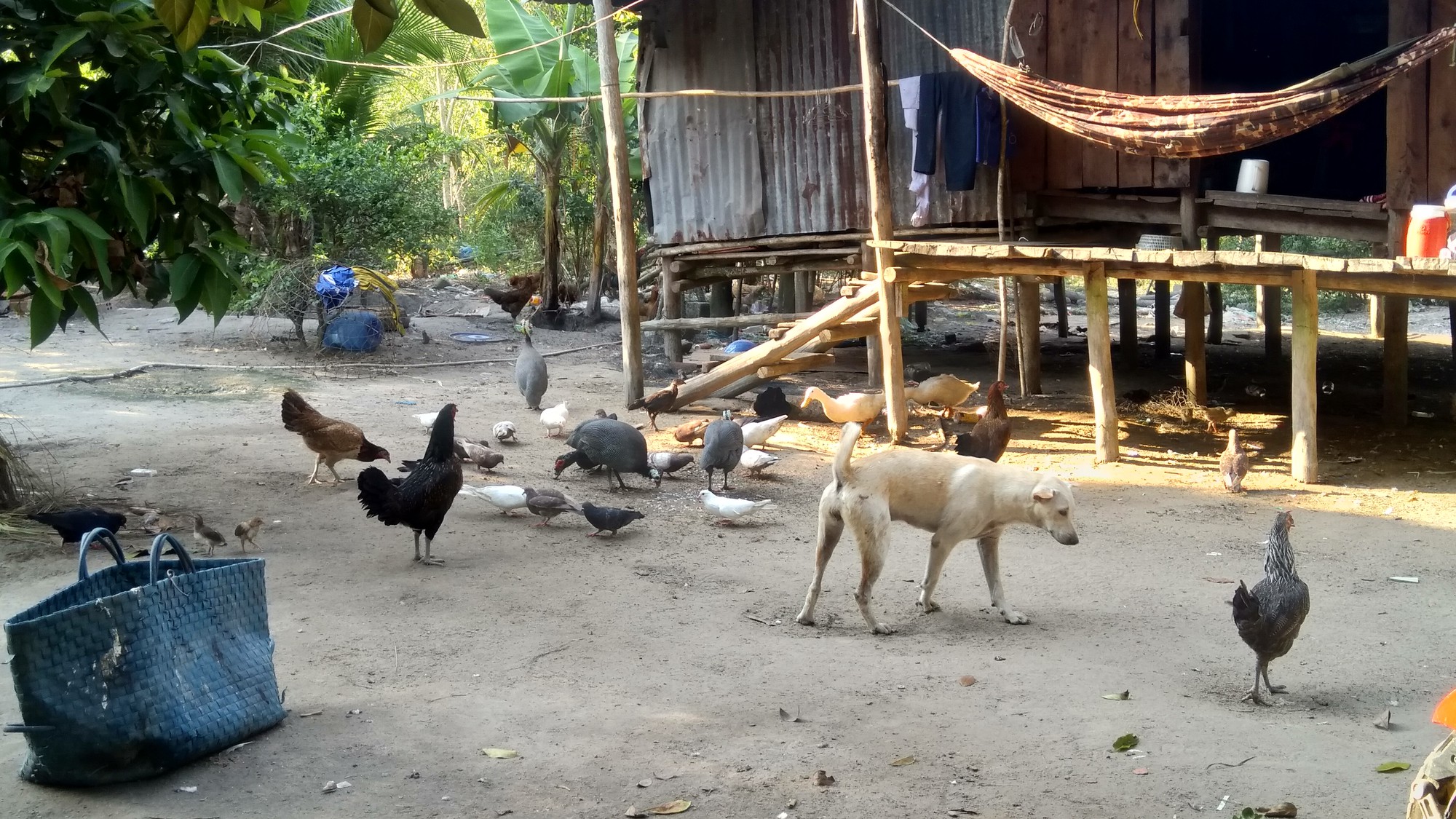 Đầu năm, gặp trung &uacute;y qu&acirc;n đội m&aacute;t tay với heo rừng ở Ph&uacute; Quốc - Ảnh 5.