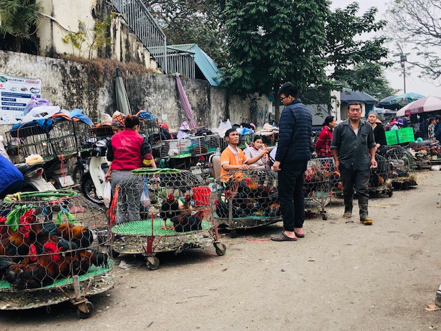 2 trường hợp nghi nhiễm c&uacute;m gia cầm sau nhiều năm dịch được khống chế tr&ecirc;n người - Ảnh 1.