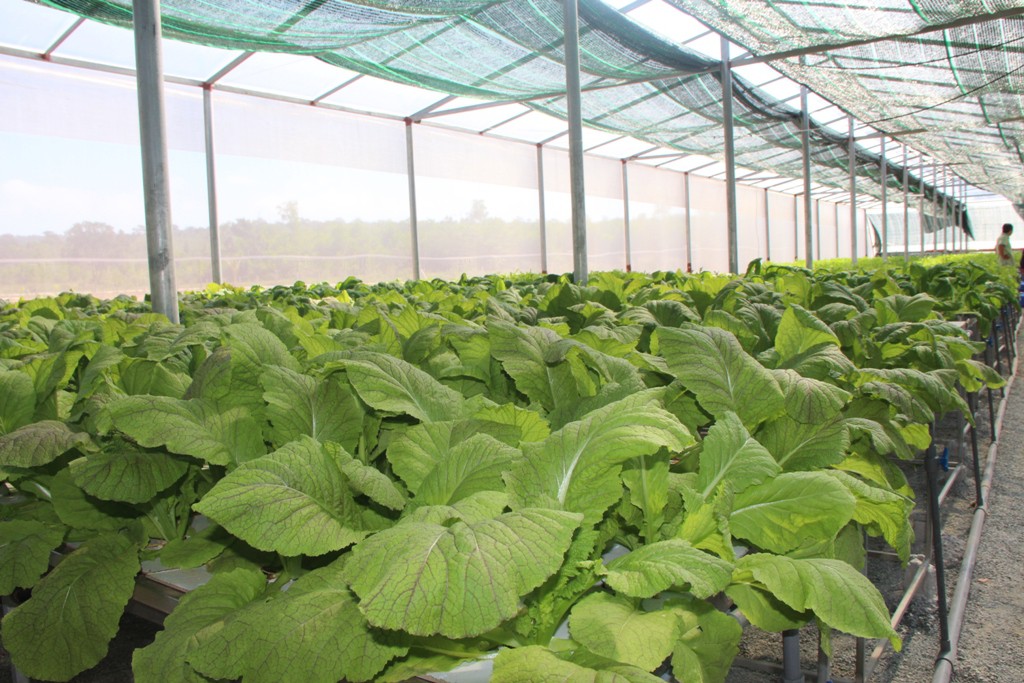 Đầu năm, thăm trang trại rau sạch ở “đảo ngọc” Phú Quốc - Ảnh 4.