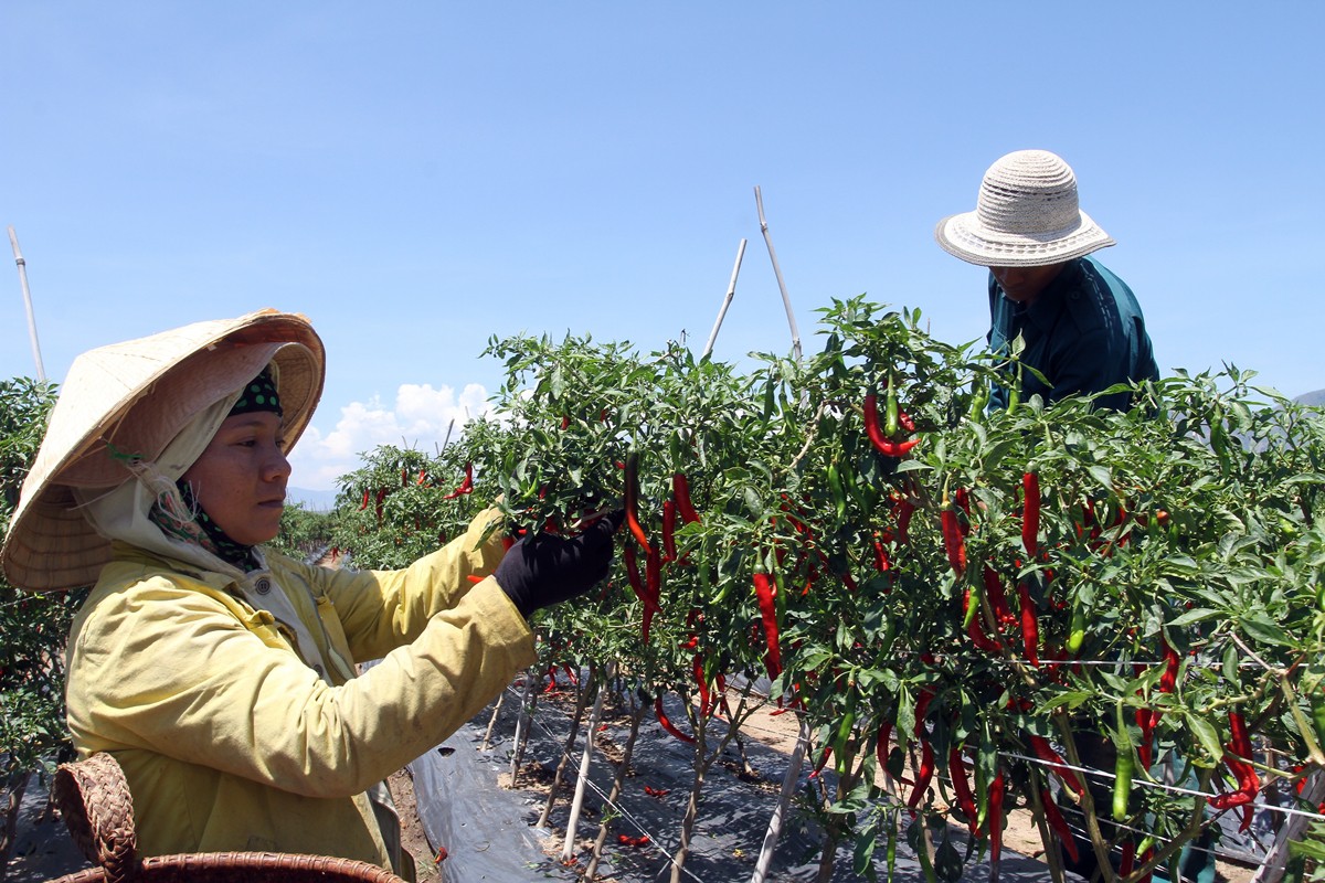 Trồng ớt Hàn Quốc, nông dân miền núi Ninh Thuận lãi đậm