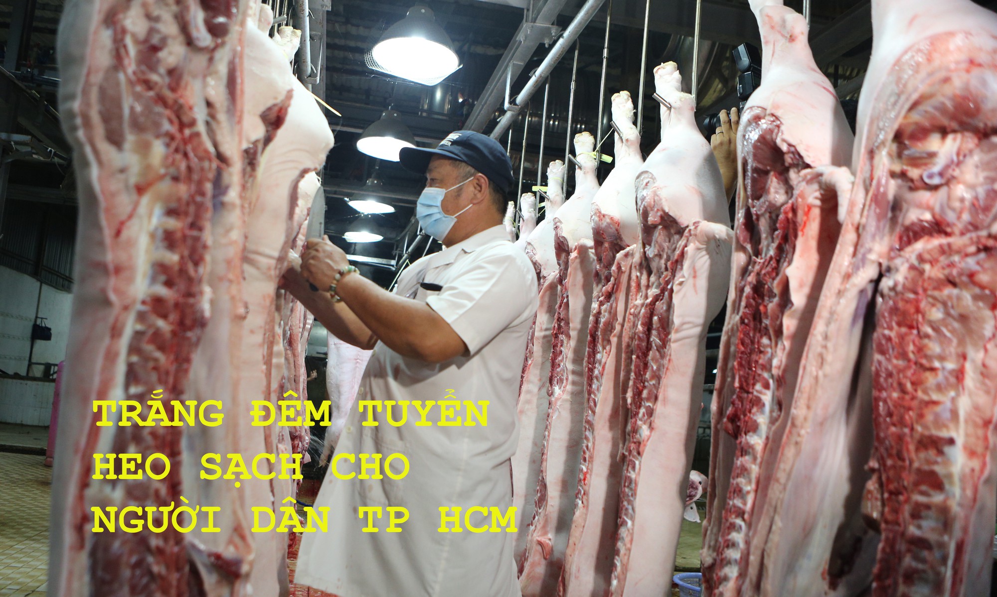 Trắng đêm tuyển heo sạch cho người dân TP HCM