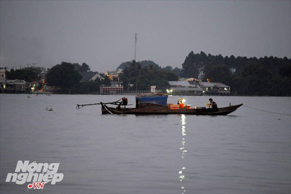 Sướng mắt theo ghe miền T&acirc;y săn t&ocirc;m c&agrave;ng, c&aacute; b&ocirc;ng lau - Ảnh 4.