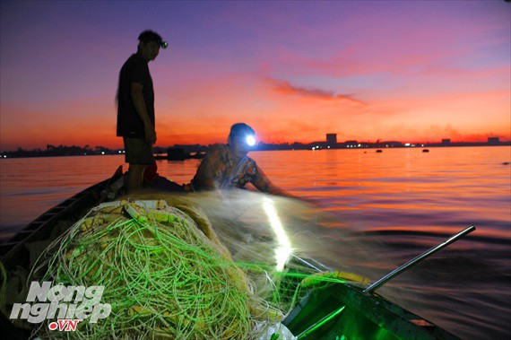 Sướng mắt theo ghe miền T&acirc;y săn t&ocirc;m c&agrave;ng, c&aacute; b&ocirc;ng lau - Ảnh 6.