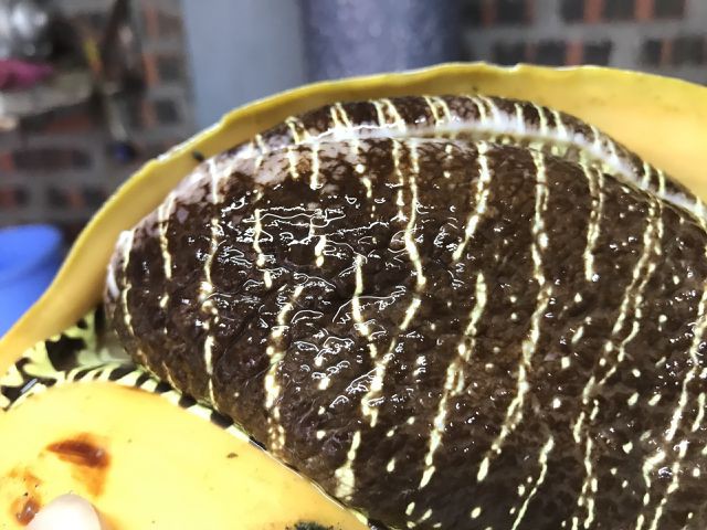 Ốc tu lơn là con gì mà nửa triệu/kg, 6 người ăn không hết? - Ảnh 3.