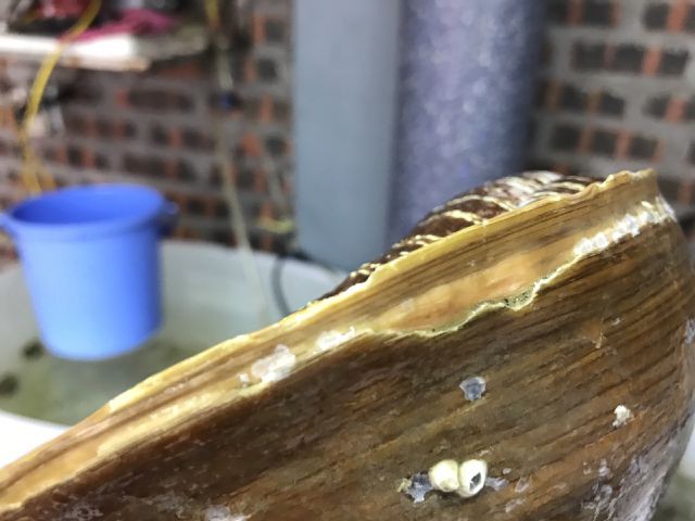 Ốc tu lơn là con gì mà nửa triệu/kg, 6 người ăn không hết? - Ảnh 4.