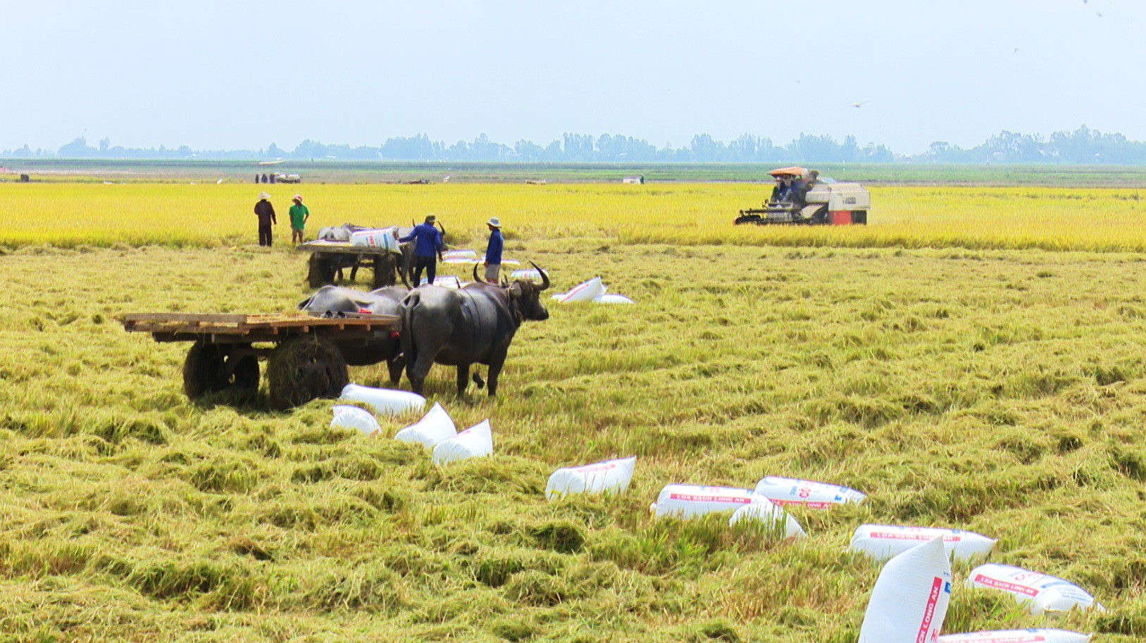 Tr&acirc;u k&eacute;o l&uacute;a ở miền T&acirc;y giữ lại n&eacute;t văn h&oacute;a n&ocirc;ng nghiệp Nam bộ - Ảnh 4.