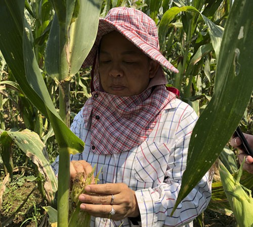 An ninh lương thực châu Á trước hiểm họa mới
