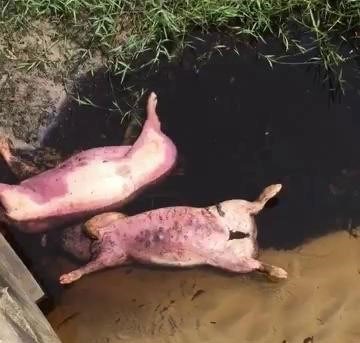 Lập thêm nhiều chốt chặn dịch tả heo châu Phi