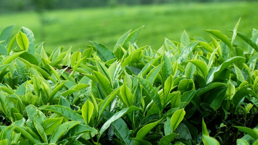 10 phương ph&aacute;p thải độc cơ thể đơn giản v&agrave; hiệu quả nhất - Ảnh 8.