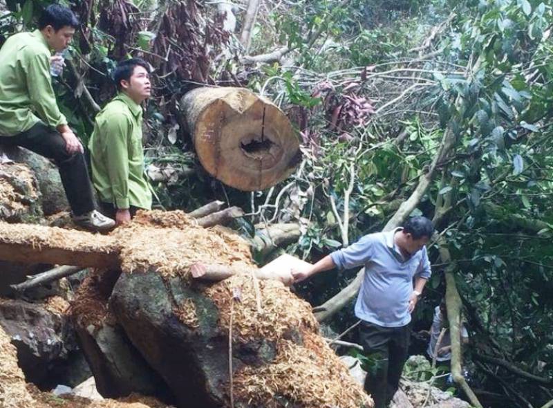 Cận cảnh phá rừng trong vùng lõi Khu bảo tồn thiên nhiên Ngọc Sơn - Ngổ Luông