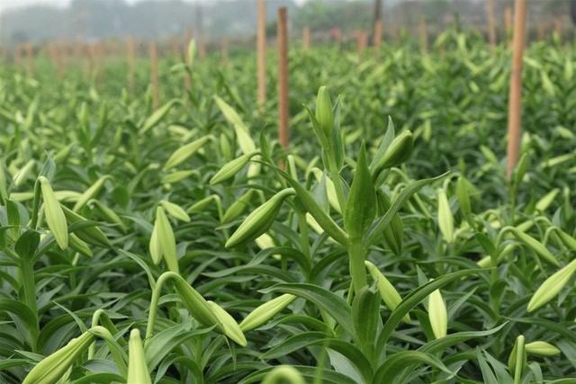 Loài hoa “hái ra tiền” bỗng dưng mất tích ở thủ phủ hoa Tây Tựu - Ảnh 1.