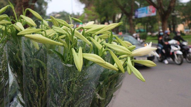 Loài hoa “hái ra tiền” bỗng dưng mất tích ở thủ phủ hoa Tây Tựu - Ảnh 7.