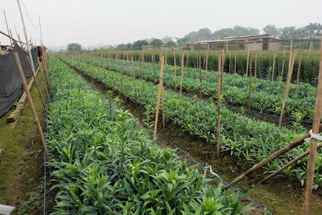 Loài hoa “hái ra tiền” bỗng dưng mất tích ở thủ phủ hoa Tây Tựu - Ảnh 3.
