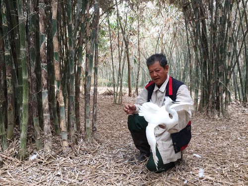 20 năm cưu mang chim trời