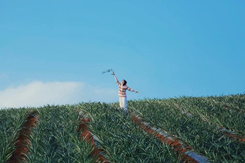 Đồi dứa Tam Điệp, địa điểm mới ở thánh địa 'sống ảo' Ninh Bình