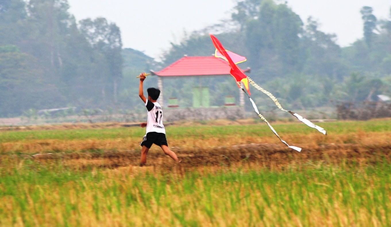Cánh diều tuổi thơ sau mùa gặt lúa