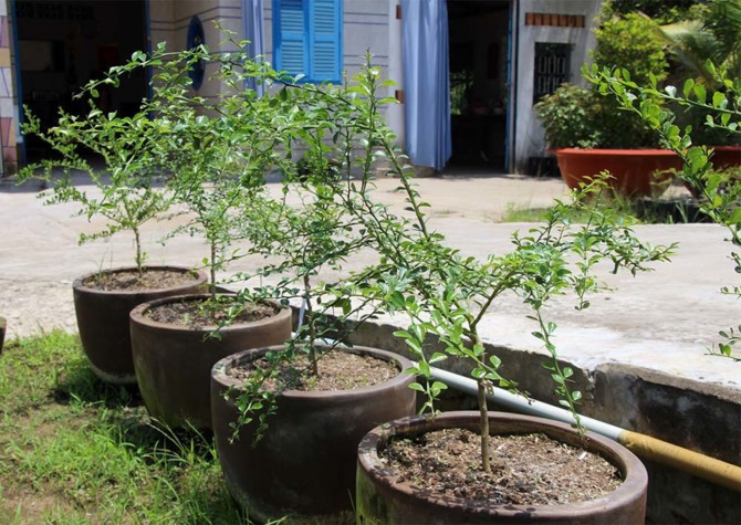 Miền Tây xuất hiện quả chanh tí hon chứa cả ngàn hạt trứng cá long lanh - Ảnh 7.
