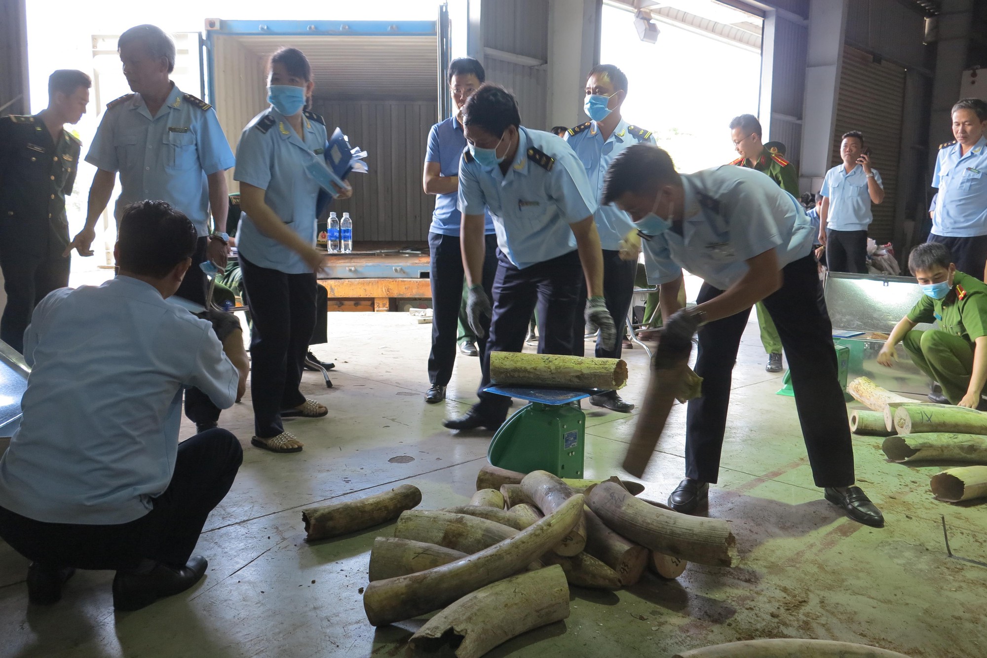 Đ&agrave; Nẵng: Bắt giữ l&ocirc; h&agrave;ng nghi l&agrave; ng&agrave; voi l&ecirc;n đến 9,1 tấn - Ảnh 1.