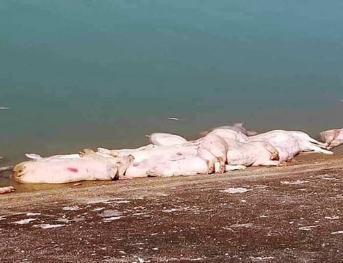 Chặn dịch từ biên giới