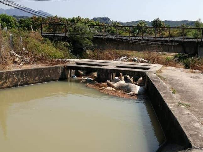 Khánh Hòa: Heo chết thả đầy hồ