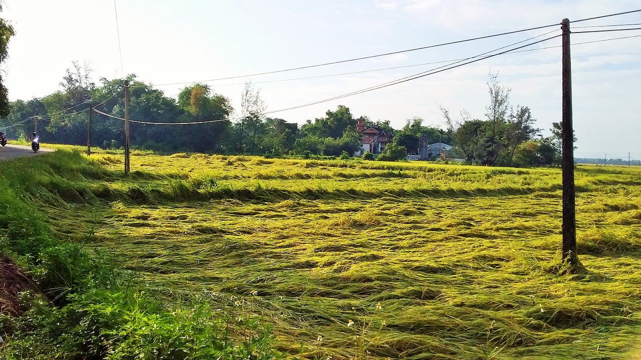 Kéo điện bẫy chuột, vợ chết, chồng nguy kịch