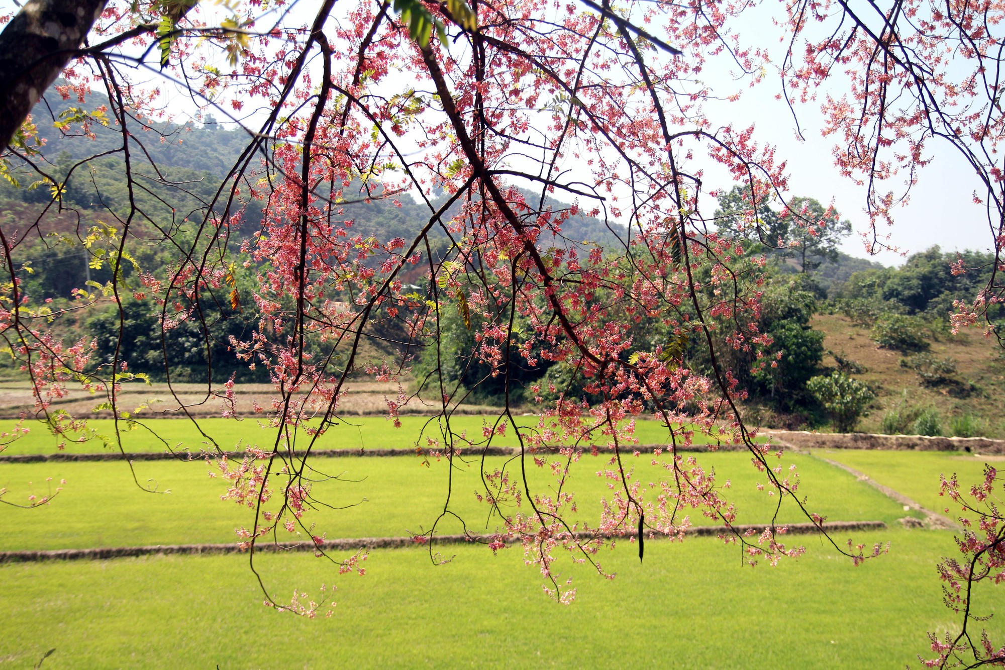 Hoa ô môi nhuộm hồng Cát Tiên đẹp đến nao lòng