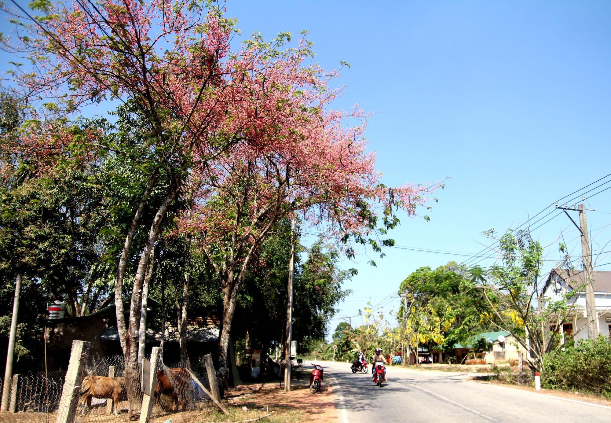 Hoa ô môi nhuộm hồng Cát Tiên đẹp đến nao lòng - Ảnh 6.