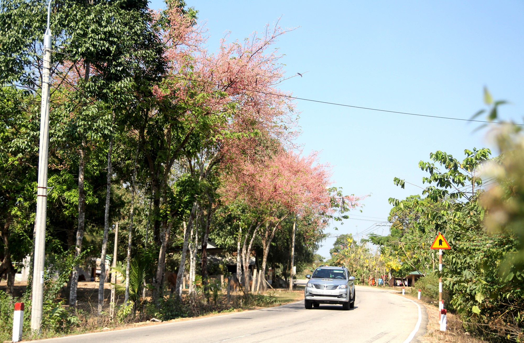 Hoa ô môi nhuộm hồng Cát Tiên đẹp đến nao lòng - Ảnh 5.
