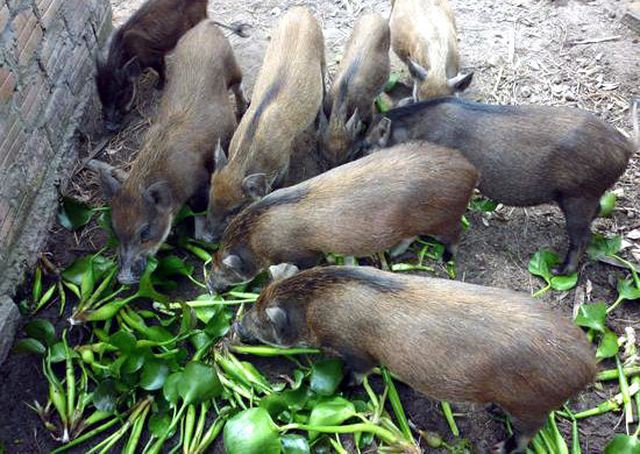 Tổ công tác Thủ tướng "tuýt còi" thông tư cấm nuôi heo bằng bèo tây, thân chuối