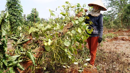 Người trồng tiêu, cà phê lỗ nặng vì bị... "bẻ kèo": Phát hiện nhiều sai phạm đất đai
