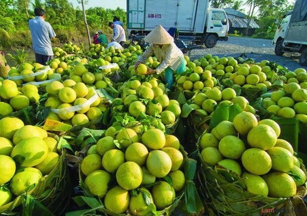 Những đặc sản đậm chất d&acirc;n d&atilde; của Vĩnh Long ăn rồi lại th&egrave;m - Ảnh 8.