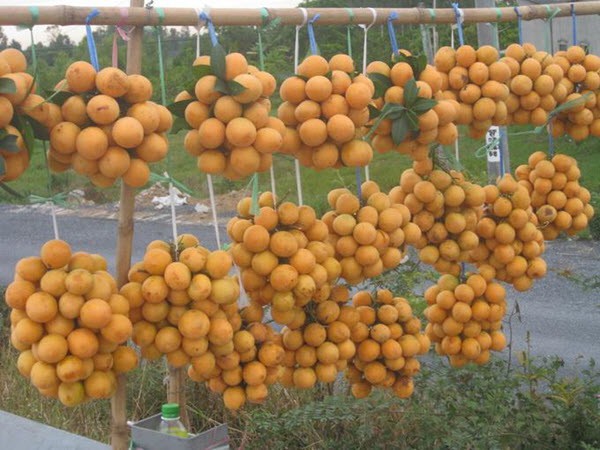 Những đặc sản đậm chất d&acirc;n d&atilde; của Vĩnh Long ăn rồi lại th&egrave;m - Ảnh 9.