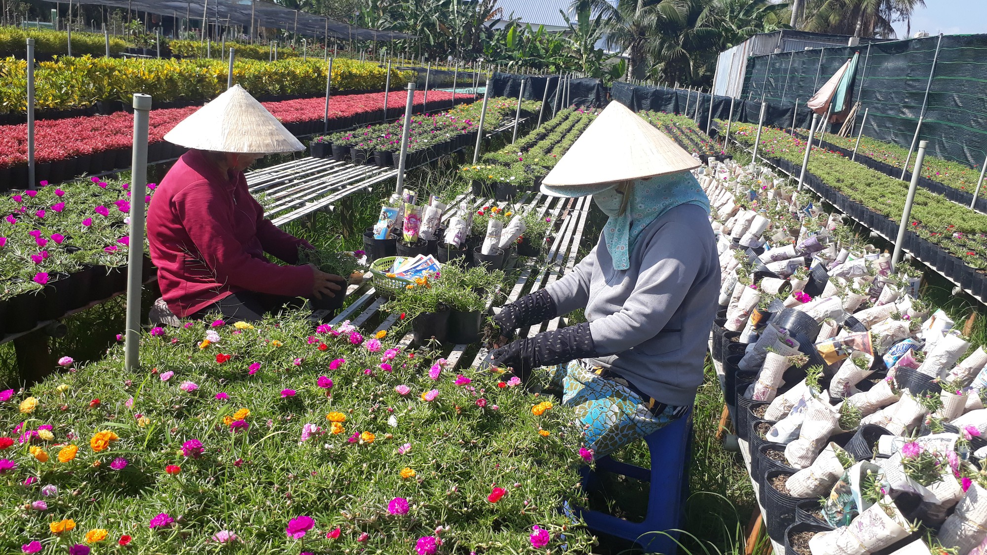 Lạ đời hoa mười giờ nở hoa cả ngày không “ngủ”