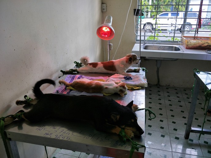 Lỗi không thuộc về con chó